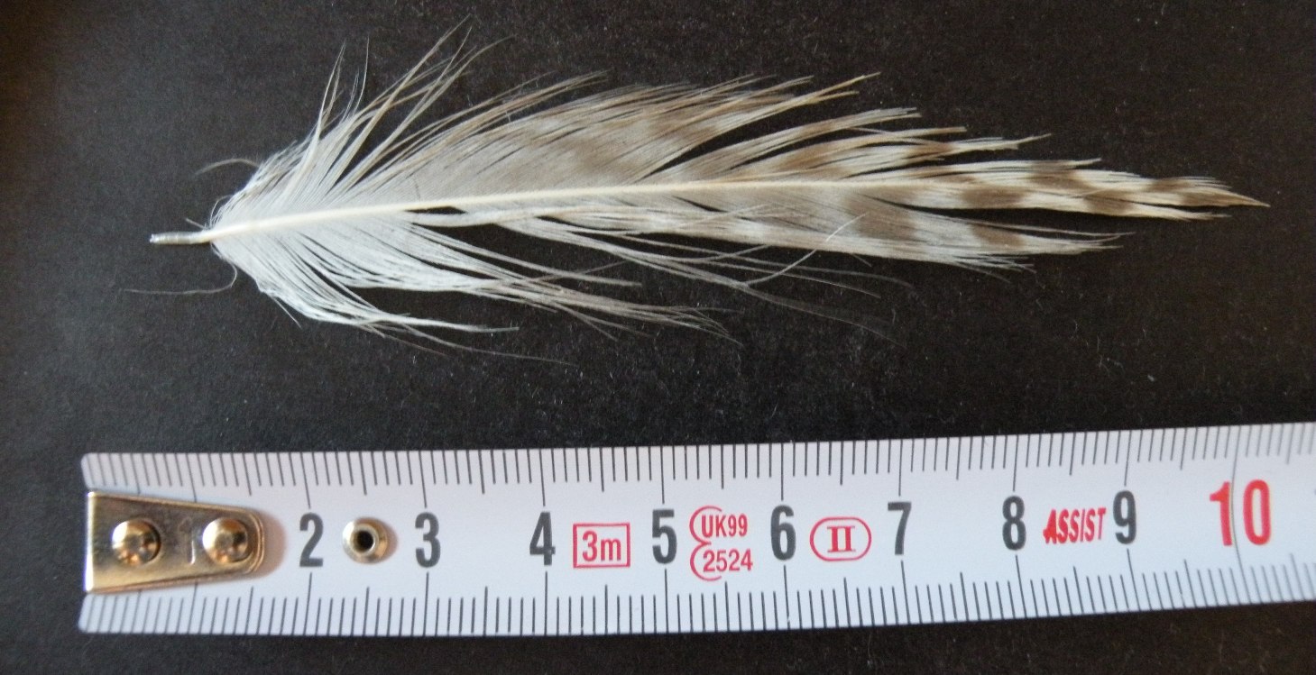 alcune penne di gabbiano